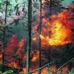 Пожар в Павлодарской области