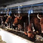 Посольство Венгрии не подтвердило данные о том, что зараженный скот был завезен в Казахстан венгерской компанией