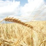 Договоренность о поставках казахстанской пшеницы в КНР