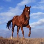 «Алтын Дала» пополнится новыми породами лошадей