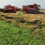 В Кызылординской области идет сбор риса